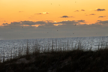 Seagulls at Sunrise