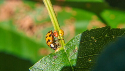 Asian lady beetle on green leaf stem in sunlight