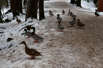 Enten bei Seefeld in Tirol