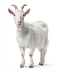 Fototapeta premium White goat standing confidently isolated on white background.