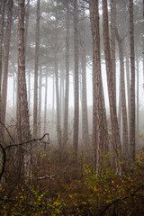 Fototapeta premium misty autumn forest in the morning