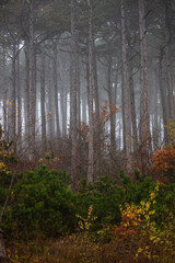 Obraz premium misty autumn forest in the morning