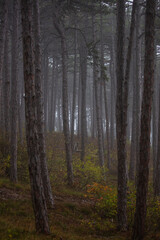 Fototapeta premium misty autumn forest in the morning
