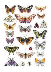 Watercolor Butterflies and Moths Collection – Colorful Insects Set
