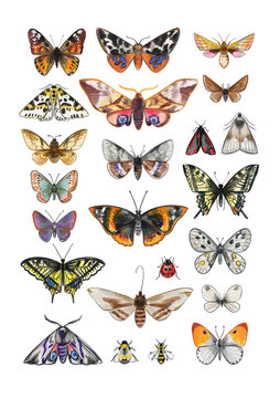 Watercolor Butterflies and Moths Collection &ndash; Colorful Insects Set