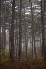 Fototapeta premium misty autumn forest in the morning 