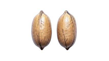 Two Pecan Nuts Isolated on White Background