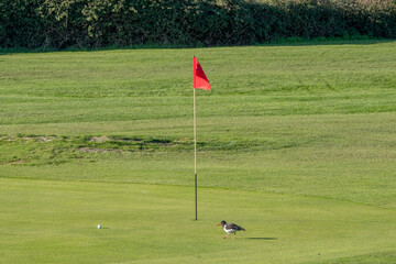Oystercatcher haematopus ostralegus walking by a flagstick on Gosport And Stokes Bay Golf Club Hampshire England