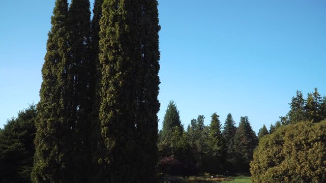Thuja occidentalis 'Malonyana' trees rise in a landscaped garden, with zoom-in motion revealing dense green foliage and vertical form under clear blue sky. 