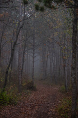 Obraz premium misty autumn forest in the morning 