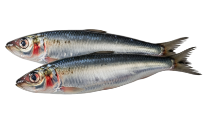 Two Sardines Isolated on White Background