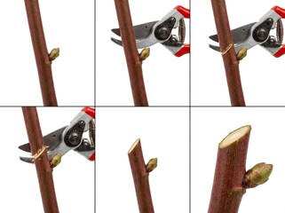 Pruning a plant stem near a bud with garden shears