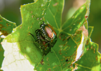 Japanese beetles on green leaf in sunlight