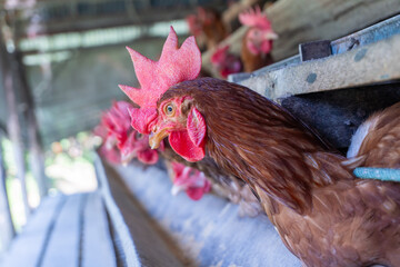 Chicken eggs heather on farm	