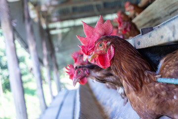 Chicken eggs heather on farm	