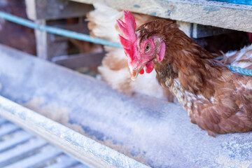 Chicken eggs heather on farm	