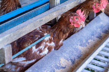 Chicken eggs heather on farm	