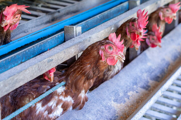 Chicken eggs heather on farm	