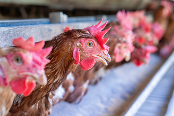 Chicken eggs heather on farm	