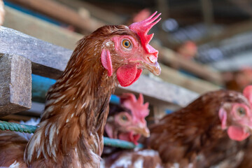 Chicken eggs heather on farm	