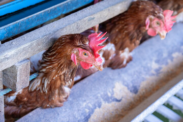 Chicken eggs heather on farm	
