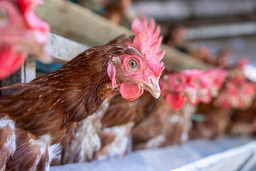 Chicken eggs heather on farm	