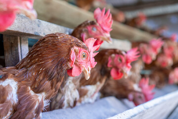 Chicken eggs heather on farm	