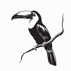 Fototapeta premium Black and White Toucan sitting on branch Image vector