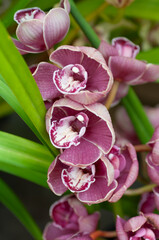 Pink Cymbidium orchids with detailed red markings surrounded by foliage, great for floral design work, plant education materials and decorative nature imagery.