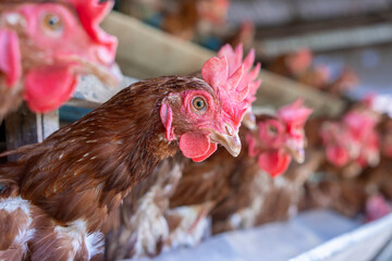 Chicken eggs heather on farm	