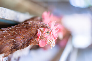 A group of brown layer hens inside a commercial poultry farm, standing in cages and laying eggs on metal conveyor trays. The chickens are part of an industrial egg production system. 