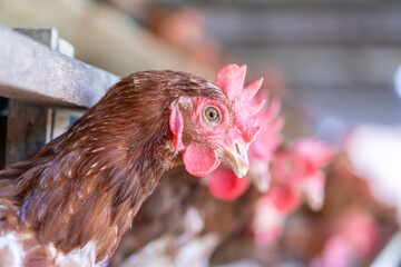 A group of brown layer hens inside a commercial poultry farm, standing in cages and laying eggs on metal conveyor trays. The chickens are part of an industrial egg production system. 