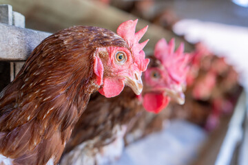 Chicken eggs heather on farm	