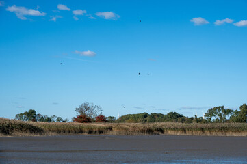 Low tide on the Wadden Sea at a sea inlet behind the dike on the North Sea coast with birds