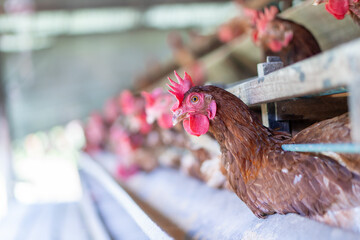 A group of brown layer hens inside a commercial poultry farm, standing in cages and laying eggs on metal conveyor trays. The chickens are part of an industrial egg production system. 