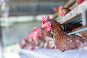 Chicken eggs heather on farm	