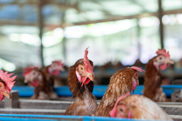 Chicken eggs heather on farm	
