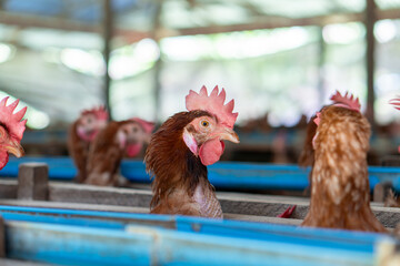 Chicken eggs heather on farm	