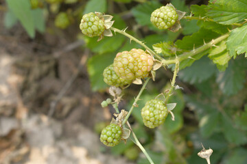 Natural food - fresh unripe blackberries in a garden. Bunch of unripe blackberry fruit, Rubus fruticosus - on branch with green leaves on a farm. Closeup, blurred background. Chakwal, Punjab, Pakistan
