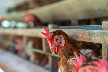 Chicken eggs heather on farm	