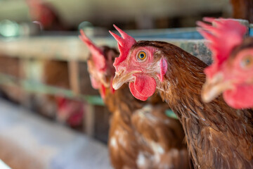 A group of brown layer hens inside a commercial poultry farm, standing in cages and laying eggs on metal conveyor trays. The chickens are part of an industrial egg production system. 