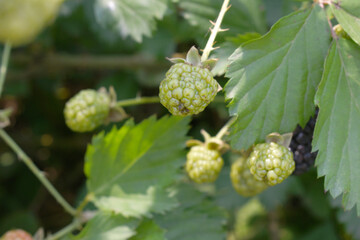 Natural food - fresh unripe blackberries in a garden. Bunch of unripe blackberry fruit, Rubus fruticosus - on branch with green leaves on a farm. Closeup, blurred background. Chakwal, Punjab, Pakistan