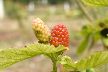 Natural food - fresh unripe blackberries in a garden. Bunch of unripe blackberry fruit, Rubus fruticosus - on branch with green leaves on a farm. Closeup, blurred background. Chakwal, Punjab, Pakistan