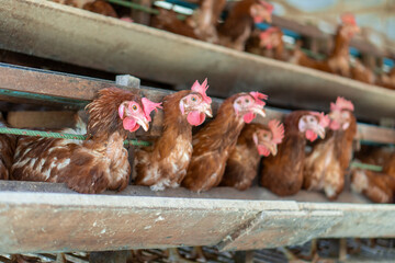 Flock of Roosters on Metal Trough with Food