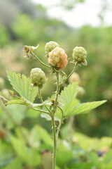 Natural food - fresh unripe blackberries in a garden. Bunch of unripe blackberry fruit, Rubus fruticosus - on branch with green leaves on a farm. Closeup, blurred background. Chakwal, Punjab, Pakistan