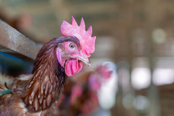 Brown Rooster with Pink Comb Close-up