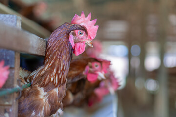 Brown Rooster Head Close-up