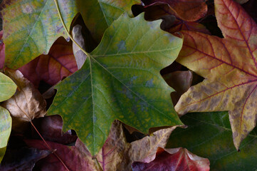 Vibrant Fall Leaves Arranged on a Rustic Wooden Table