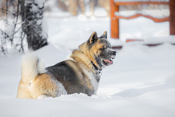 Large Akita resting in soft snow among trees, sunlight highlighting warm fur colors, snowflakes on muzzle, calm and natural winter mood.