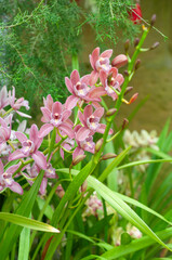 Pink Cymbidium blooms emerging from dense leaves in tropical setting, ideal for flower catalogs, garden promotions and orchid-related editorial content.